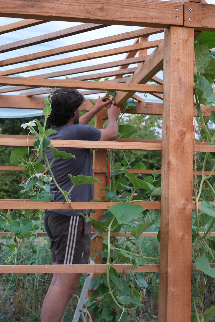 Photo de Thomas travaillant sur des plants de calebasse